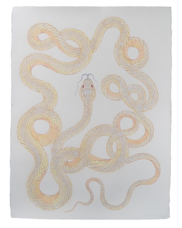 White Snake