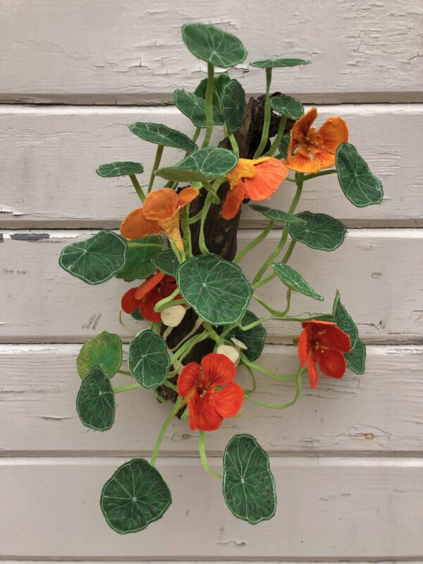 Climbing Nasturtium