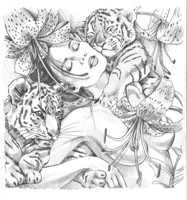 Lilly's Tigers Sketch