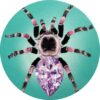 Tourmaline Tarantula