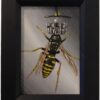 New Biology Hymenoptera